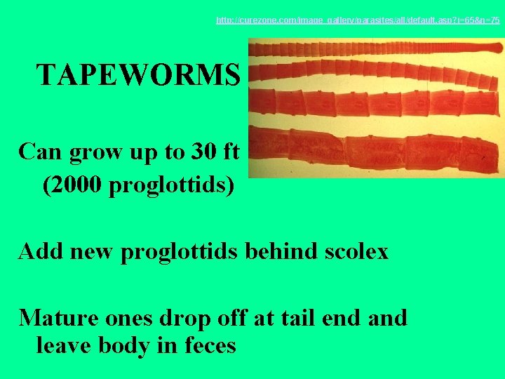 http: //curezone. com/image_gallery/parasites/all/default. asp? i=65&n=75 TAPEWORMS Can grow up to 30 ft (2000 proglottids)