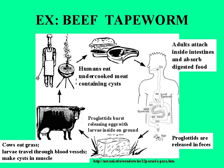 EX: BEEF TAPEWORM Humans eat undercooked meat containing cysts Adults attach inside intestines and