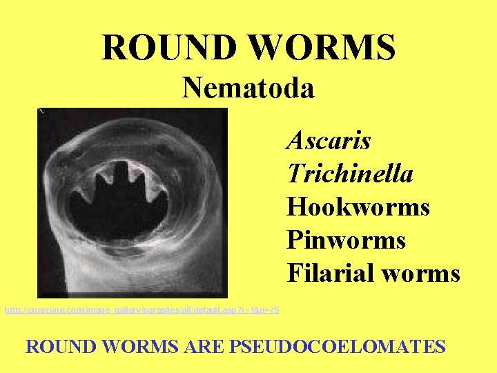 Trichinella pinworms apró paraziták a dolgokon