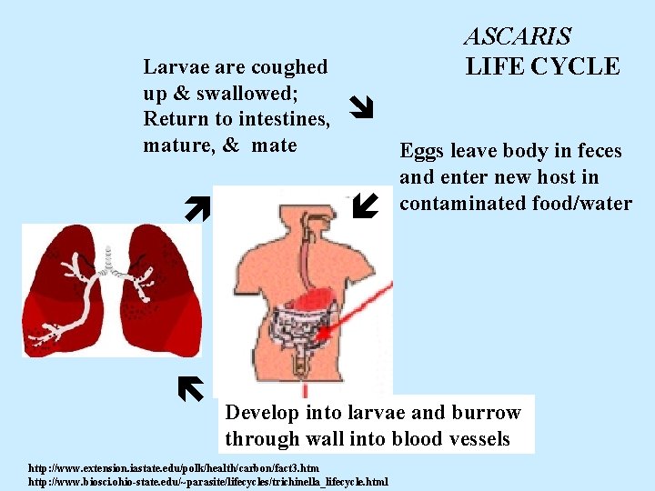  Larvae are coughed up & swallowed; Return to intestines, mature, & mate ASCARIS