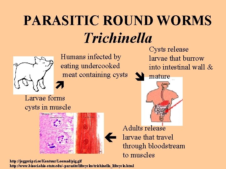 PARASITIC ROUND WORMS Trichinella Humans infected by eating undercooked meat containing cysts Cysts release