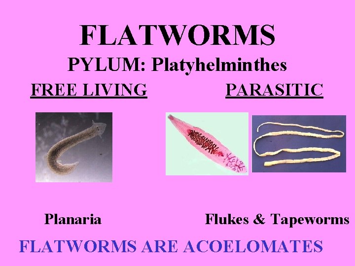 FLATWORMS PYLUM: Platyhelminthes FREE LIVING Planaria PARASITIC Flukes & Tapeworms FLATWORMS ARE ACOELOMATES 