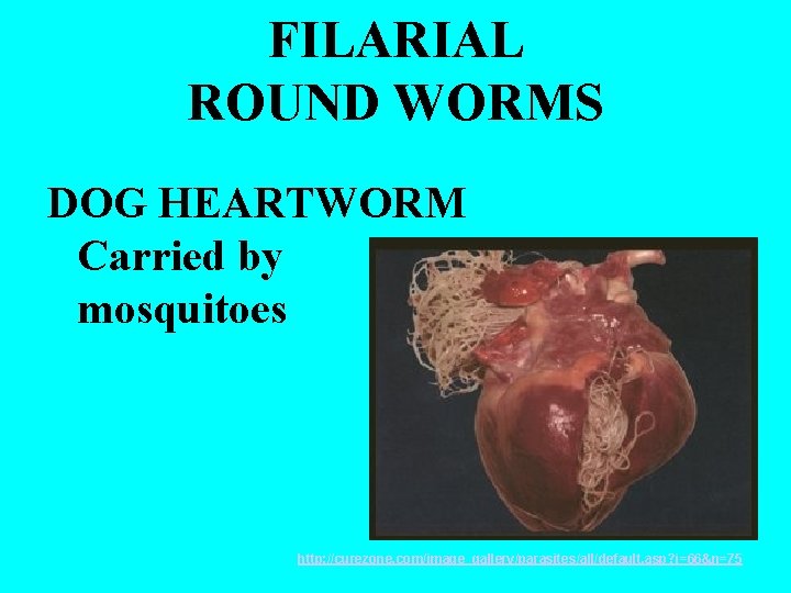 FILARIAL ROUND WORMS DOG HEARTWORM Carried by mosquitoes http: //curezone. com/image_gallery/parasites/all/default. asp? i=66&n=75 