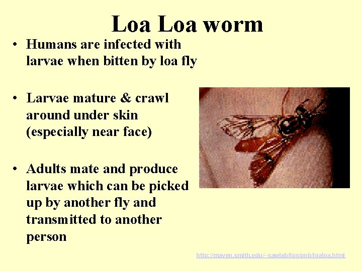 Loa worm • Humans are infected with larvae when bitten by loa fly •