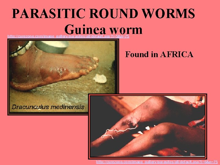 PARASITIC ROUND WORMS Guinea worm http: //curezone. com/image_gallery/parasites/all/default. asp? i=5&n=75 Found in AFRICA http: