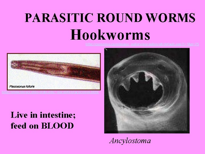 PARASITIC ROUND WORMS Hookworms http: //curezone. com/image_gallery/parasites/all/default. asp? i=1&n=75 http: //www. biosci. ohio-state. edu/~parasite/placoconus.