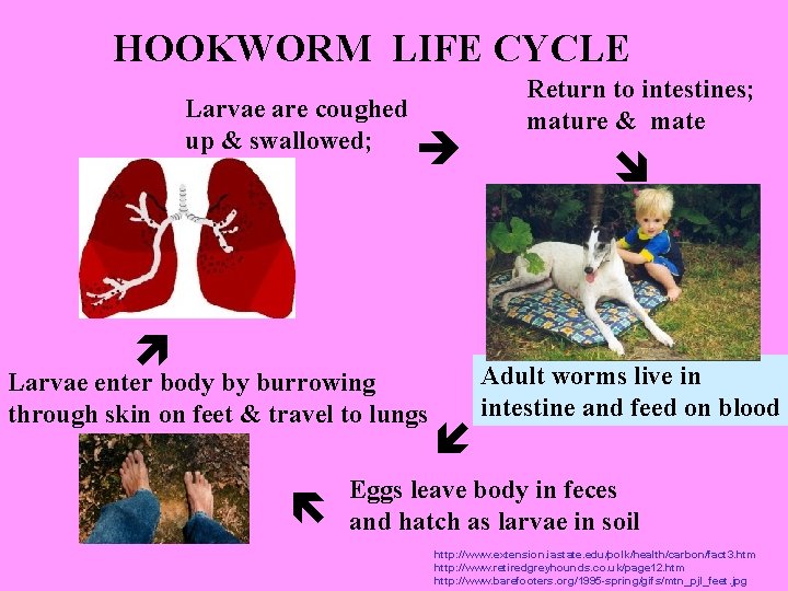 HOOKWORM LIFE CYCLE Larvae are coughed up & swallowed; Larvae enter body by burrowing