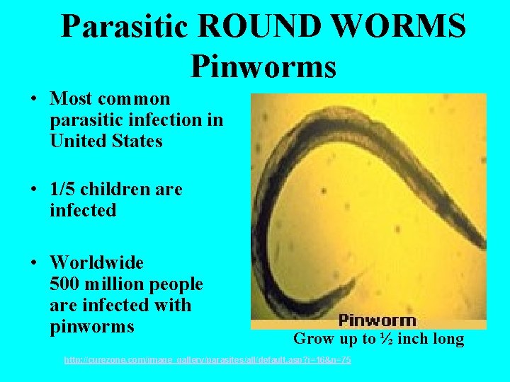 Parasitic ROUND WORMS Pinworms • Most common parasitic infection in United States • 1/5