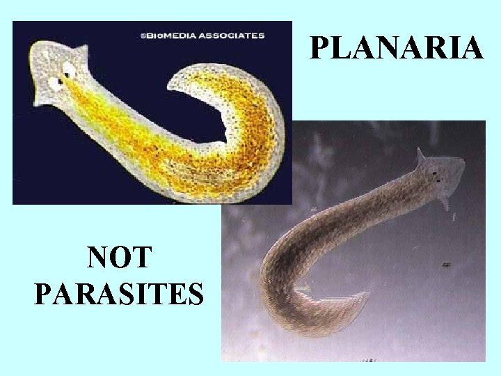 PLANARIA NOT PARASITES 