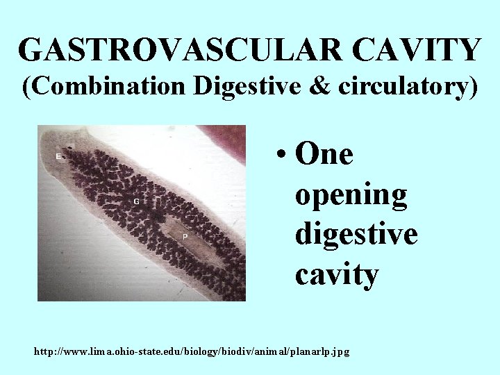 GASTROVASCULAR CAVITY (Combination Digestive & circulatory) • One opening digestive cavity http: //www. lima.