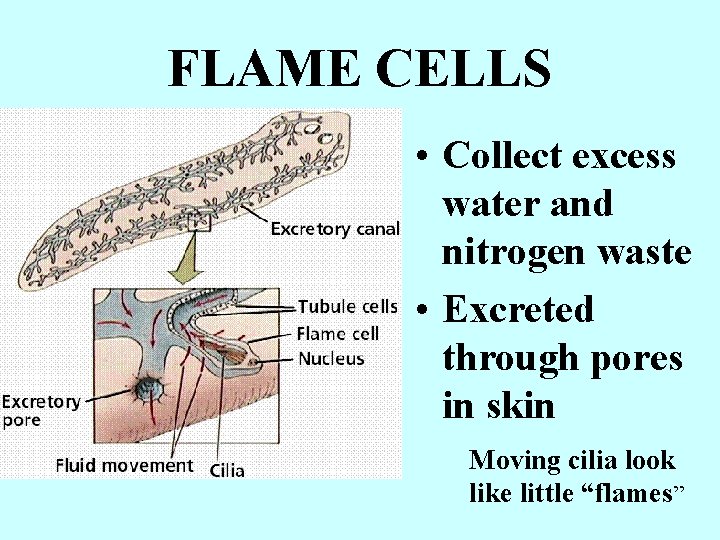 FLAME CELLS • Collect excess water and nitrogen waste • Excreted through pores in