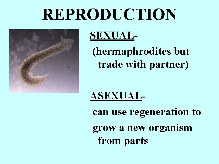 Hogyan néznek ki a pinworm nőstények? - Keresés űrlap