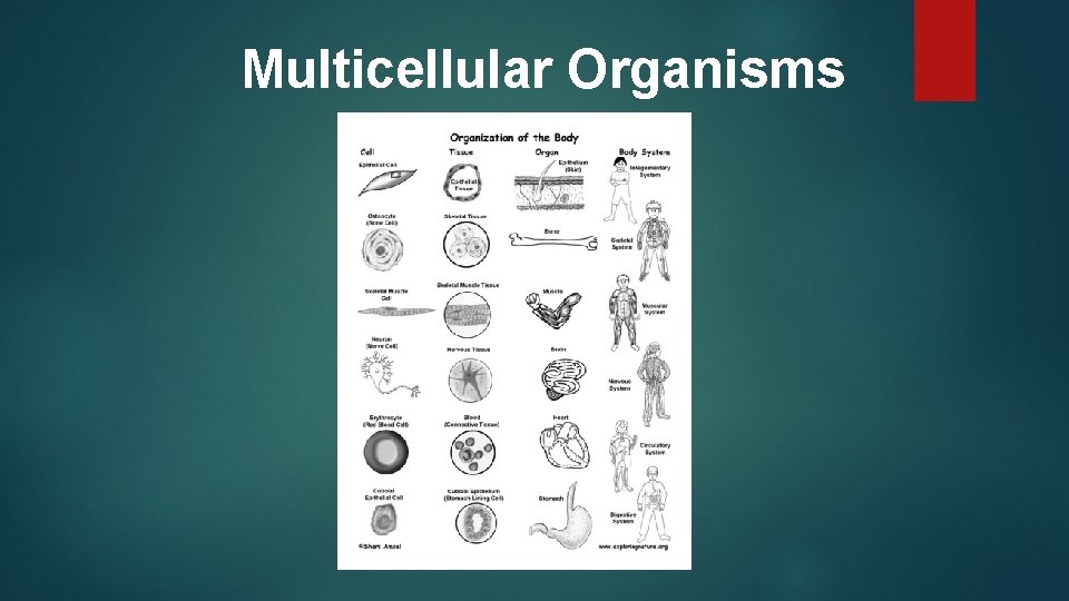 Multicellular Organisms 