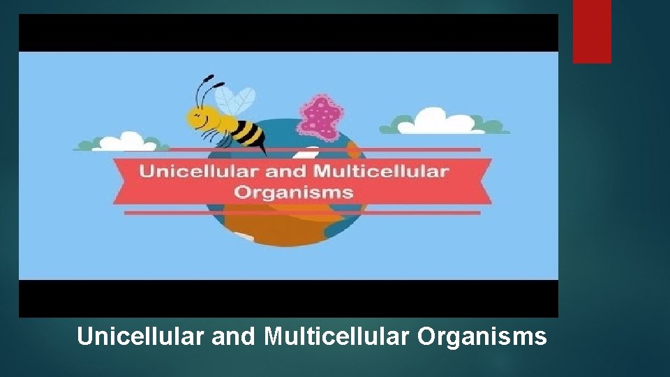 Unicellular and Multicellular Organisms 