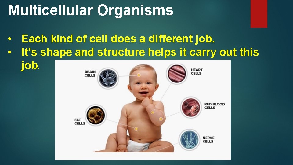 Multicellular Organisms • Each kind of cell does a different job. • It’s shape