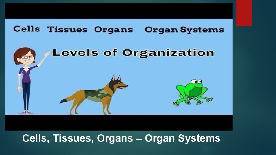 Cells, Tissues, Organs – Organ Systems 