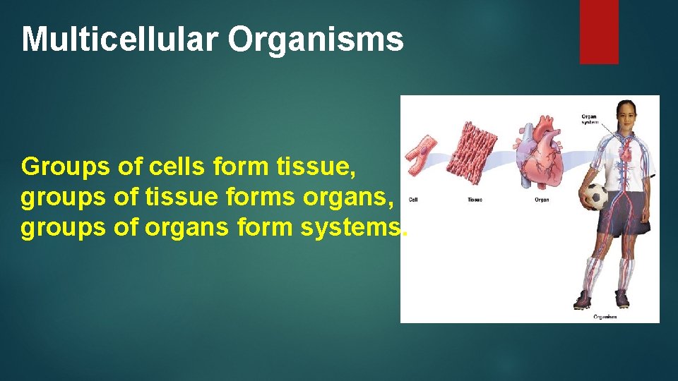 Multicellular Organisms Groups of cells form tissue, groups of tissue forms organs, groups of