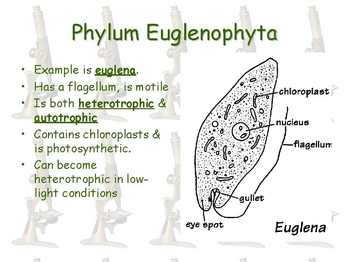 Phylum Euglenophyta • Example is euglena. • Has a flagellum, is motile • Is
