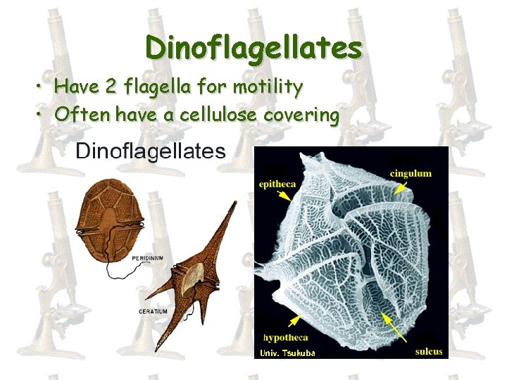 Dinoflagellates • Have 2 flagella for motility • Often have a cellulose covering 