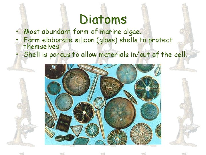 Diatoms • Most abundant form of marine algae. • Form elaborate silicon (glass) shells