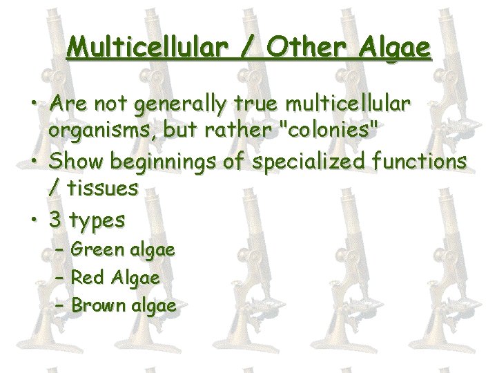 Multicellular / Other Algae • Are not generally true multicellular organisms, but rather "colonies"