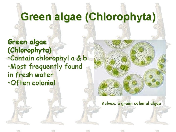 Green algae (Chlorophyta) • Contain chlorophyl a & b • Most frequently found in