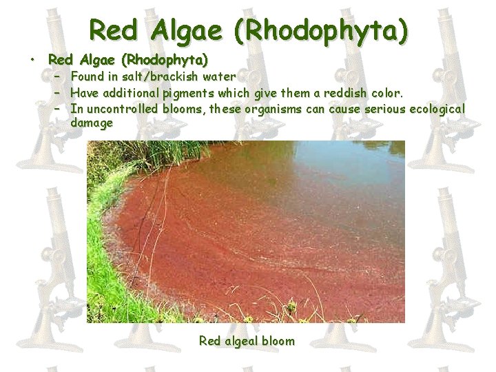 Red Algae (Rhodophyta) • Red Algae (Rhodophyta) – Found in salt/brackish water – Have