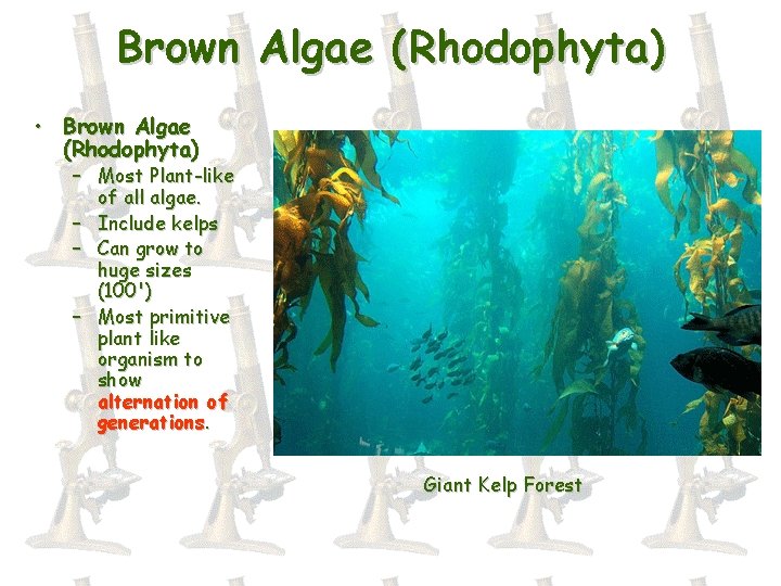 Brown Algae (Rhodophyta) • Brown Algae (Rhodophyta) – Most Plant-like of all algae. –