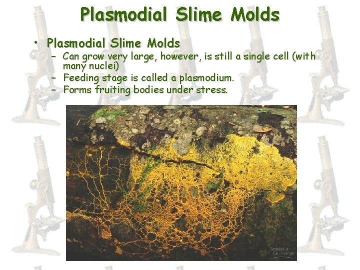 Plasmodial Slime Molds • Plasmodial Slime Molds – Can grow very large, however, is