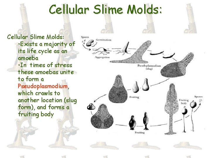 Cellular Slime Molds: • Exists a majority of its life cycle as an amoeba