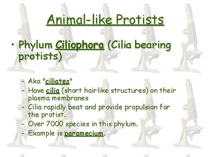 Animal-like Protists • Phylum Ciliophora (Cilia bearing protists) – – Aka "ciliates" Have cilia