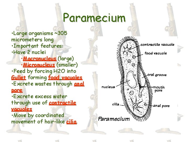 Paramecium • Large organisms ~305 micrometers long • Important features: • Have 2 nuclei