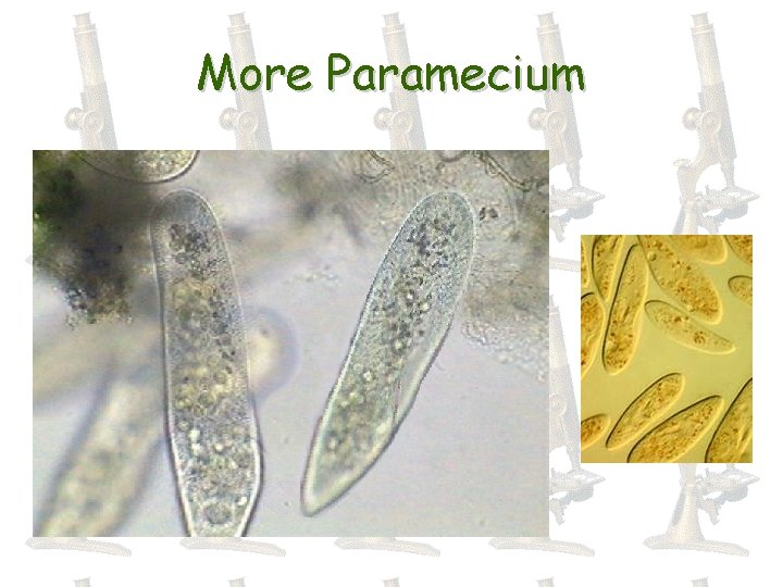 More Paramecium 