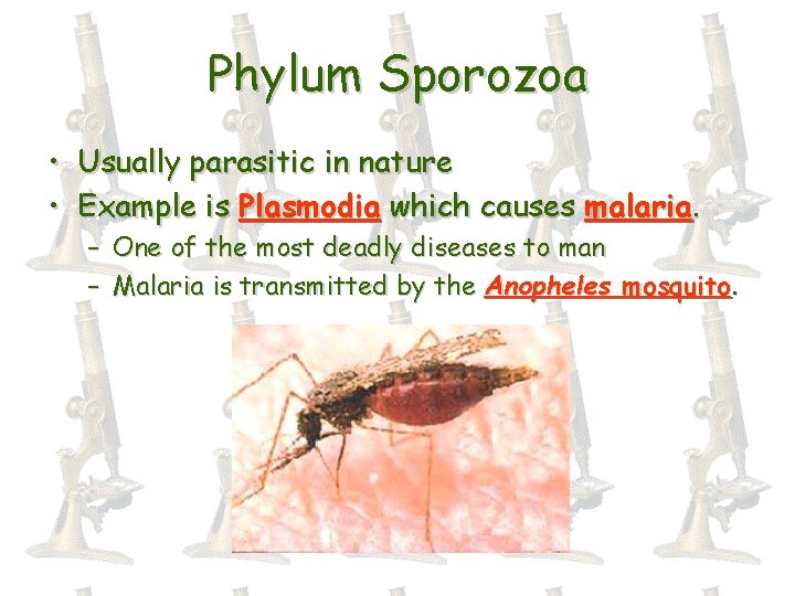 Phylum Sporozoa • Usually parasitic in nature • Example is Plasmodia which causes malaria.