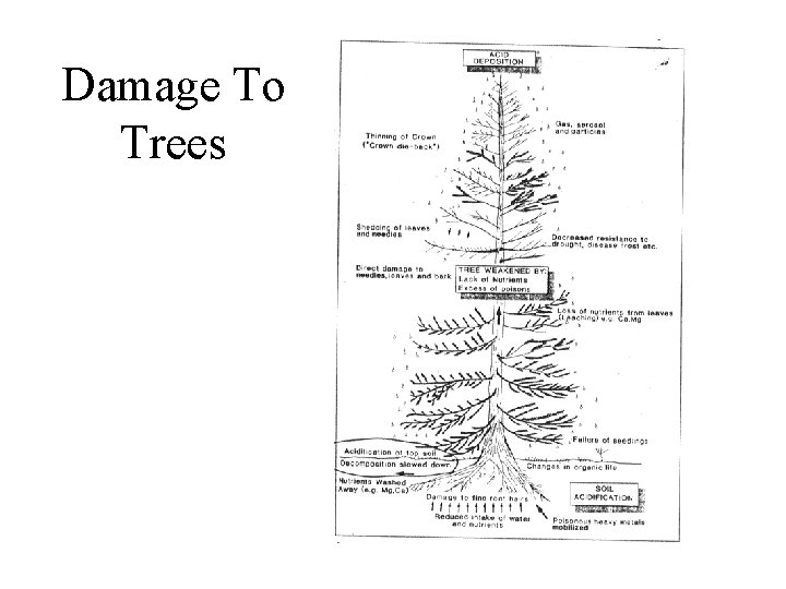 Damage To Trees 