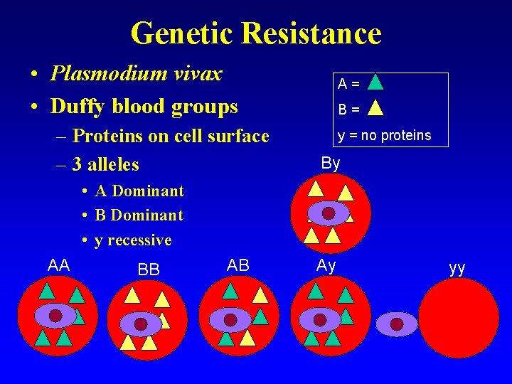 Genetic Resistance • Plasmodium vivax • Duffy blood groups – Proteins on cell surface