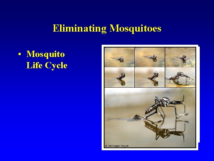 Eliminating Mosquitoes • Mosquito Life Cycle 