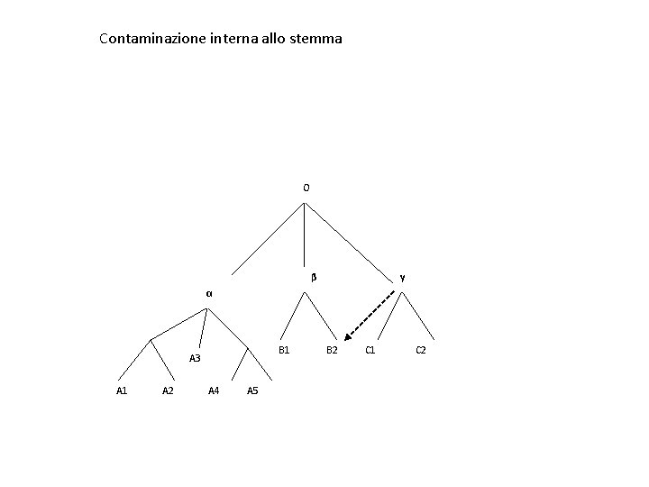 Contaminazione interna allo stemma O β γ α B 1 A 3 A 1