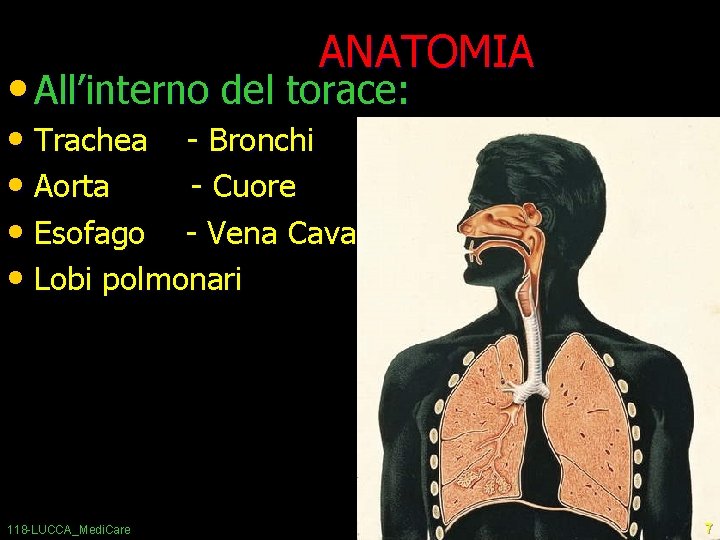 ANATOMIA • All’interno del torace: • Trachea - Bronchi • Aorta - Cuore •