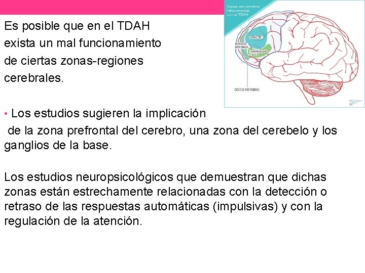 Es posible que en el TDAH exista un mal funcionamiento de ciertas zonas-regiones cerebrales.