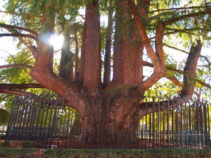 En este Jardín se encuentra el árbol mas viejo de Madrid, un ciprés calvo,
