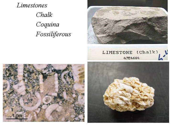 Limestones Chalk Coquina Fossiliferous 