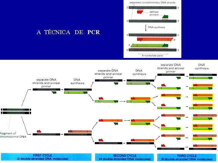 A TÉCNICA DE PCR 
