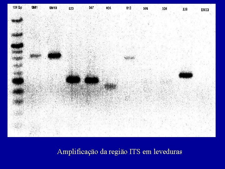 Amplificação da região ITS em leveduras 