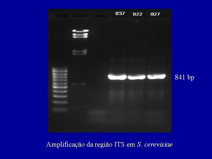 841 bp Amplificação da região ITS em S. cerevisiae 