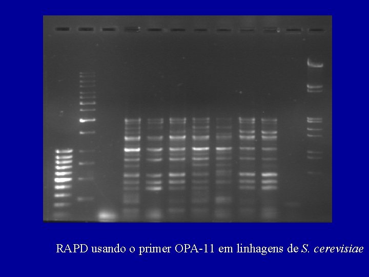 RAPD usando o primer OPA-11 em linhagens de S. cerevisiae 