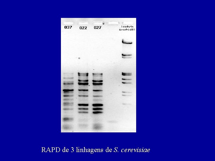 RAPD de 3 linhagens de S. cerevisiae 