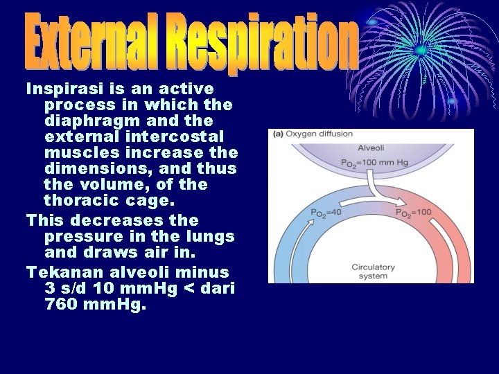 Inspirasi is an active process in which the diaphragm and the external intercostal muscles