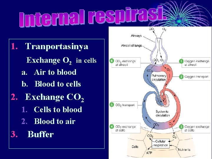 1. Tranportasinya Exchange O 2 in cells a. Air to blood b. Blood to