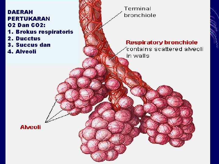 DAERAH PERTUKARAN O 2 Dan CO 2: 1. Brokus respiratoris 2. Ducctus 3. Succus